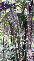 Dypsis