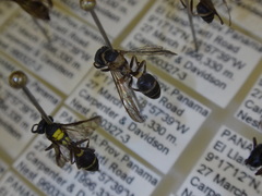 Polybia occidentalis nigratella