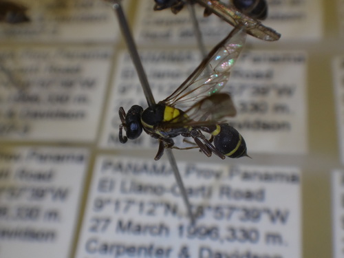 Yellow-banded Polybia Wasp