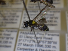 Polybia occidentalis nigratella