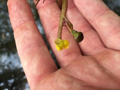 Ranunculus flabellaris