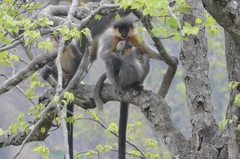 Trachypithecus pileatus