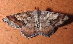 Macaria distribuaria