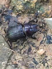 Lucanidae