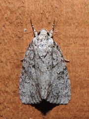 Acronicta retardata