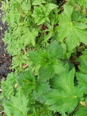 Urtica platyphylla