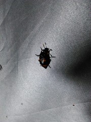 Nicrophorus nepalensis