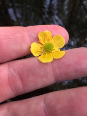 Ranunculus flabellaris