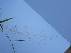 Eragrostis airoides