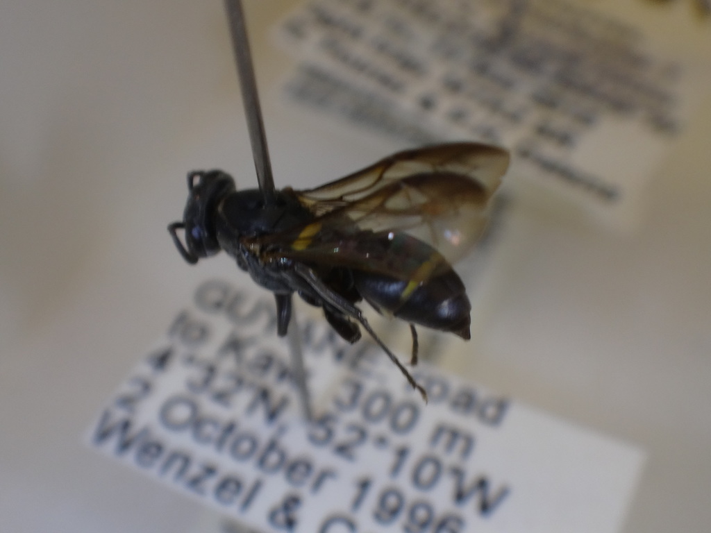 Polybia signata