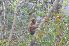 Macaca assamensis