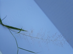 Eragrostis airoides