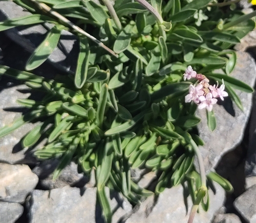 Image of Valeriana saliunca by (c) Thibaud Godon, some rights reserved (CC BY)