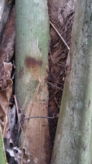 Ravenea sambiranensis