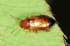 Eusphalerum
