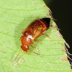 Eusphalerum