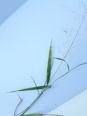 Eragrostis airoides