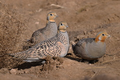Pallas's Sandgrouse photo 2