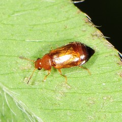 Eusphalerum