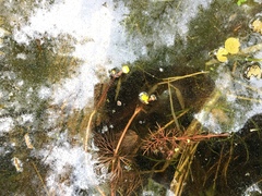 Ranunculus flabellaris