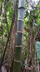 Dypsis hovomantsina