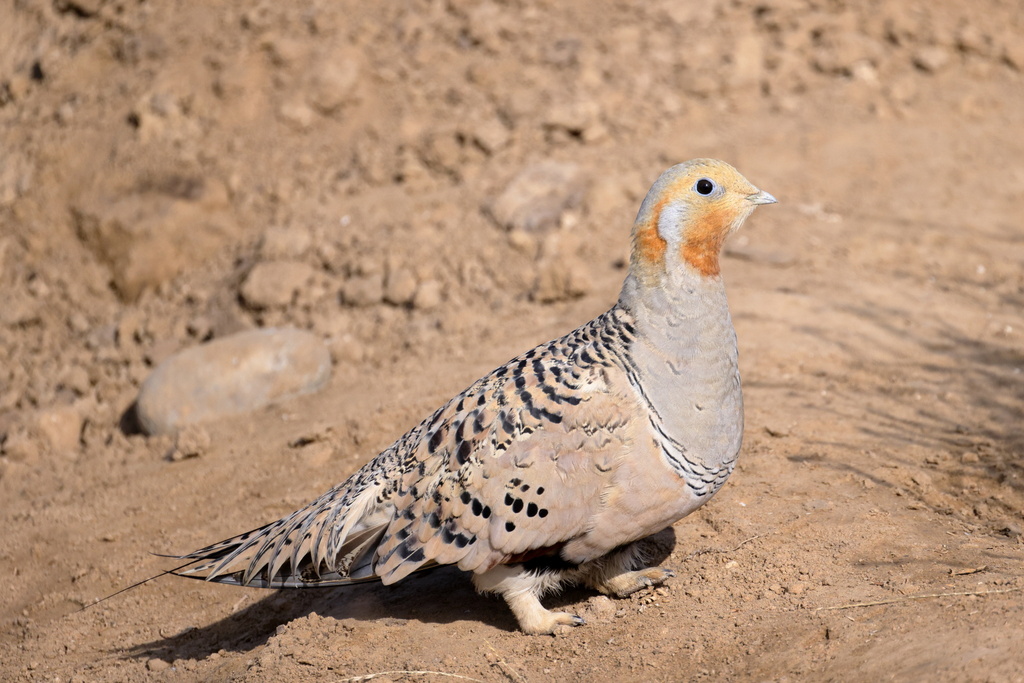 Pallas's Sandgrouse