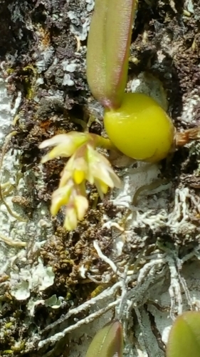 Humblotii Orchid
