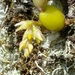 Bulbophyllum humblotii - Photo (c) Helene Ralimanana, algunos derechos reservados (CC BY-NC), uploaded by Helene Ralimanana
