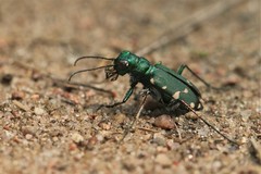 Cicindela patruela