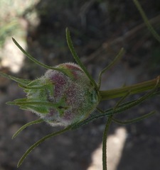 Rhopalomyia erigerontis