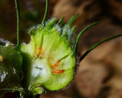 Rhopalomyia erigerontis