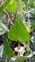 Image of Dioscorea arcuatinervis
