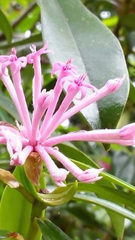 Thymelaeaceae