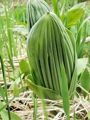 Veratrum oxysepalum