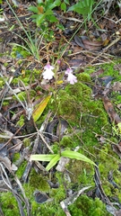 Cynorkis fastigiata