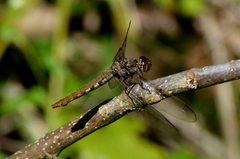 Orthemis nodiplaga