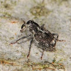 Acoptus suturalis