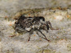Acoptus suturalis