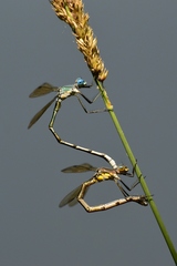 Lestes eurinus