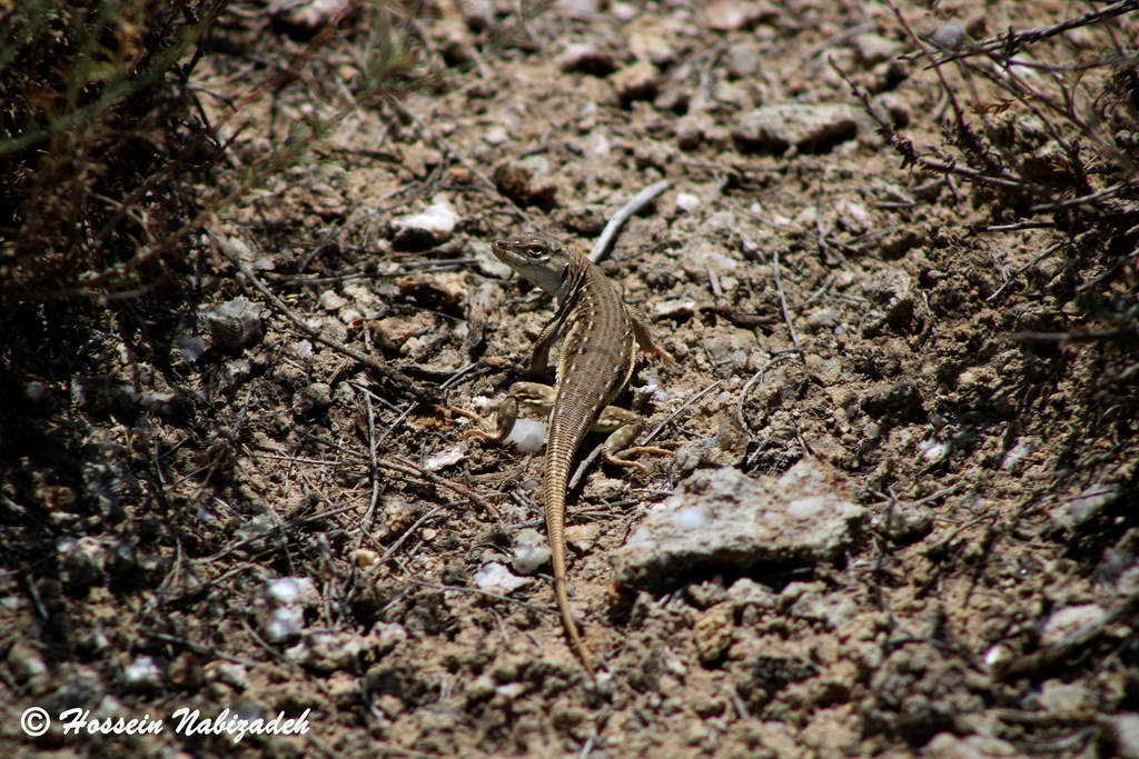 Mountain Racerunner