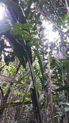 Dypsis