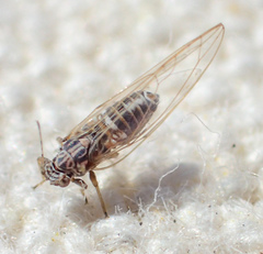 Bactericera cockerelli