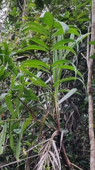 Dypsis