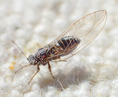 Bactericera cockerelli