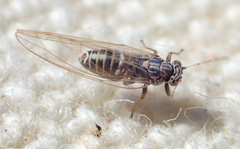 Bactericera cockerelli