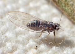 Bactericera cockerelli