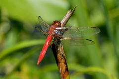 Orthemis nodiplaga