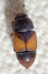 Nitops pallipennis