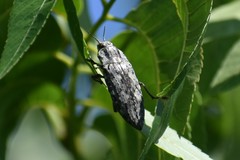 Texania fulleri