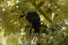 Trichiotinus texanus